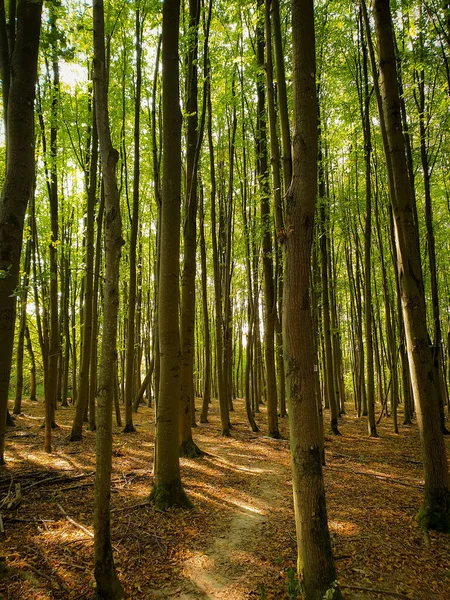 Plano Vertical Hermoso Bosque Con Árboles Altos — Foto de Stock