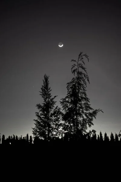 Tiro Vertical Árvores Silhuetas Plantas Contra Céu Noturno — Fotografia de Stock