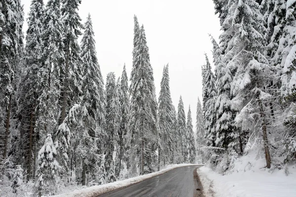 Крупный План Снежных Елок Красивом Зимнем Лесу — стоковое фото