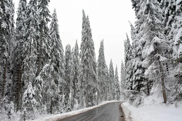 Closeup Shot Snowy Spruce Trees Beautiful Winter Forest — Stock Photo, Image