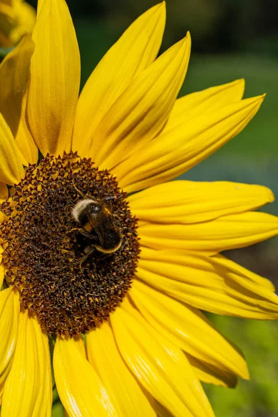 Een Verticaal Close Shot Van Een Bij Zonnebloemen — Stockfoto