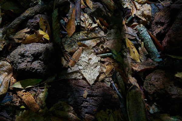 Nad Głową Ujęcie Spadających Liści Patyków Gałęzi Leśnej Podłodze — Zdjęcie stockowe