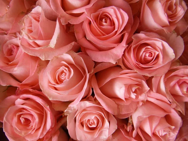 Вид Сверху Цветущие Розовые Розы — стоковое фото