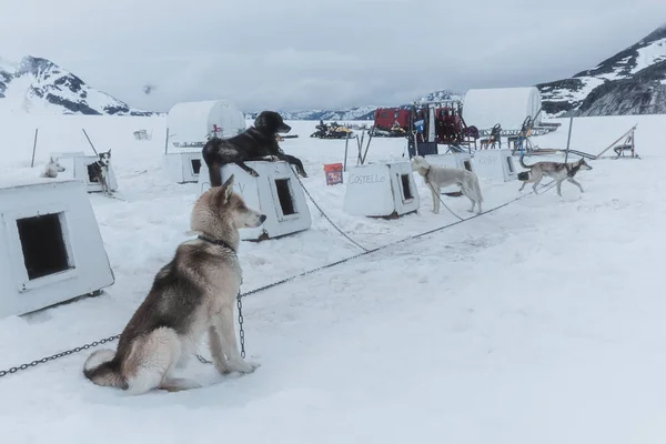 Sled Dogs Musher Cam Skagway Alaska — Stockfoto