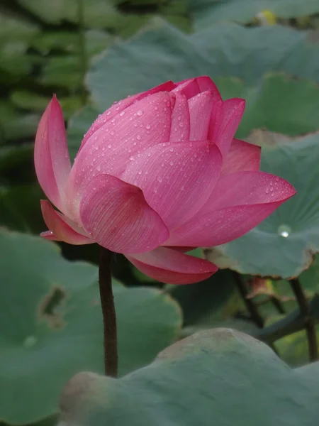 Vertical Shot Blooming Lotus Flower Greenery — Stock Photo, Image