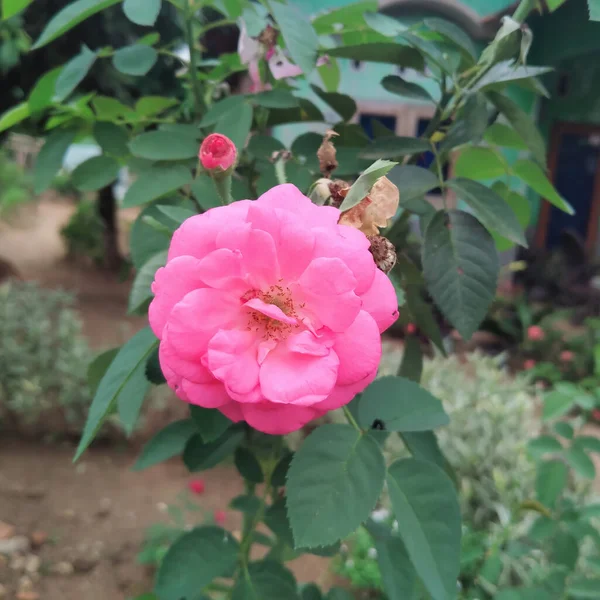 Eine Nahaufnahme Der Blühenden Rosa Kohlrose Grünen — Stockfoto