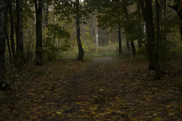 Листья Лесу Можайске Россия — стоковое фото