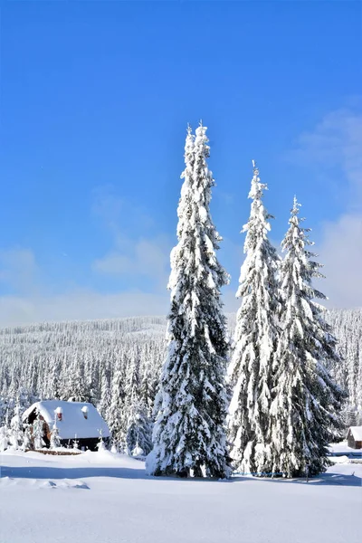 Вертикальный Снимок Снежных Елок Сельский Дом Красивом Зимнем Лесу — стоковое фото