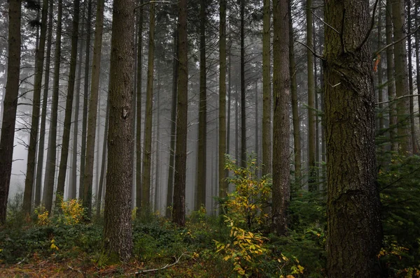 雾蒙蒙的森林中高树的美丽景色 — 图库照片