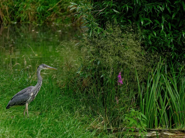 Pato Exótico Parado Hierba Cerca Del Estanque — Foto de Stock