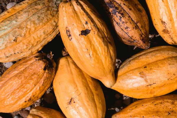 Ένα Top View Closeup Από Ένα Σωρό Φρέσκιας Συγκομιδής Cacao — Φωτογραφία Αρχείου