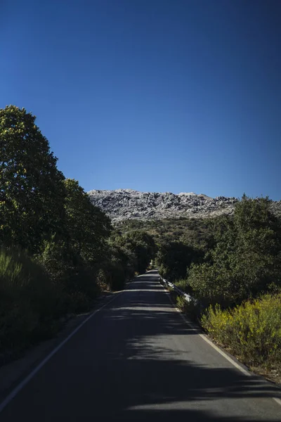 Een Verticaal Schot Van Een Weg Omringd Door Bomen Bossen — Stockfoto