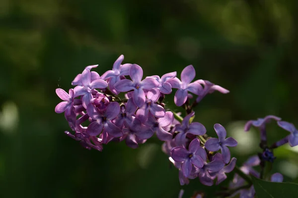 Tiro Foco Seletivo Flores Lilás — Fotografia de Stock