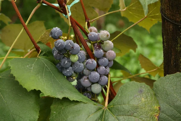 Gros Plan Grappes Raisins Rouges Mûrs Sur Vigne — Photo