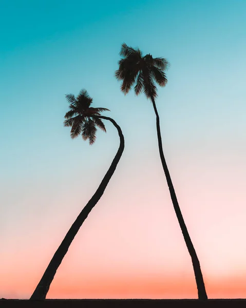 Вертикальный Снимок Пальм Фоне Голубого Неба — стоковое фото