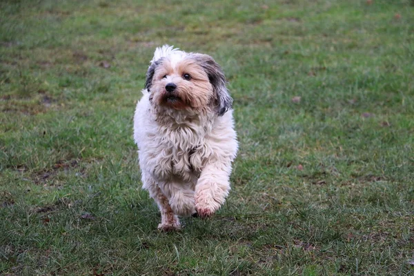 Simpatico Cagnolino Che Gioca Sul Prato Coperto Erba — Foto Stock