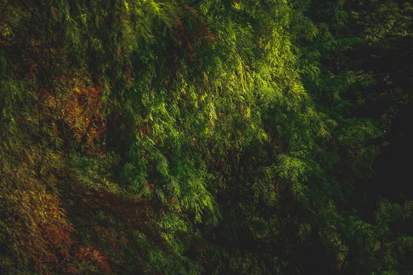 Eine Lebendige Textur Aus Laub Herbstbaumblättern — Stockfoto