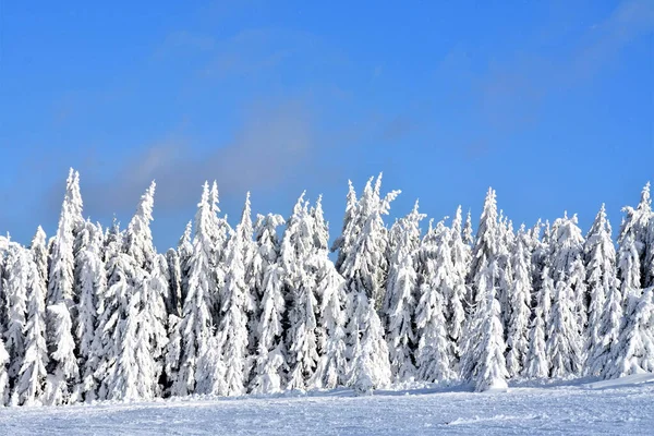 Bild Snöig Vinterskog — Stockfoto