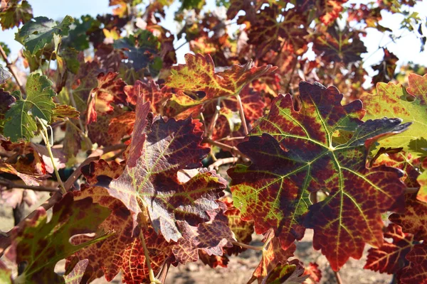 Selective Focus Shot Grape Leaves Vineyard Sunlight — Stock Photo, Image