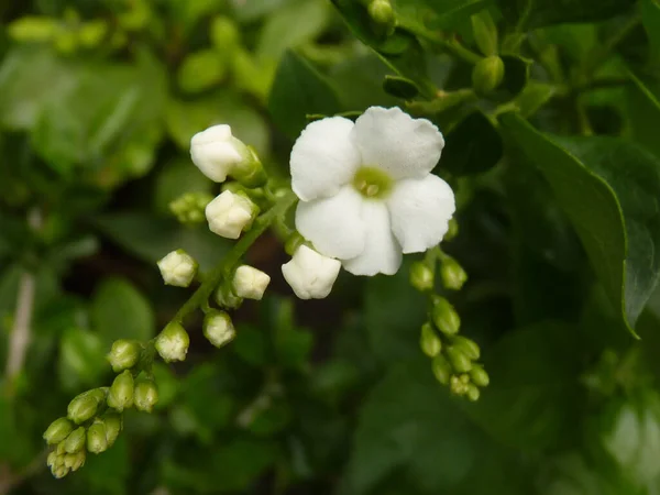 Primer Plano Flores Blancas Florecientes Vegetación —  Fotos de Stock