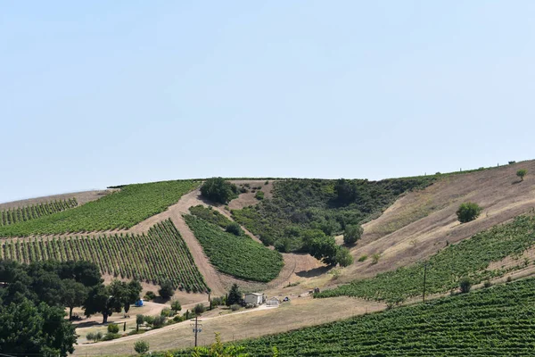 Eine Faszinierende Aufnahme Eines Wunderschönen Weinbergs Einem Sonnigen Tag — Stockfoto