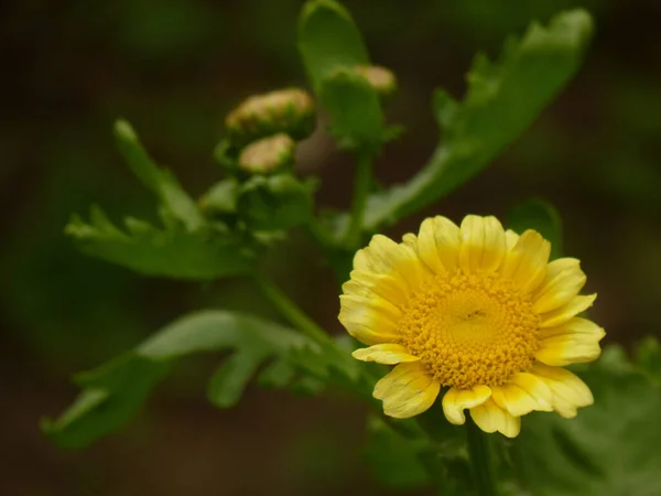 Closeup Shot Yellow Crowndaisy Chrysanthemum Garland Chrysanthemum — Stock Photo, Image