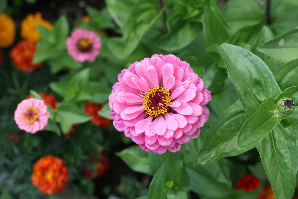 Een Close Van Een Mooie Roze Zinnia Bloem Omgeven Door — Stockfoto