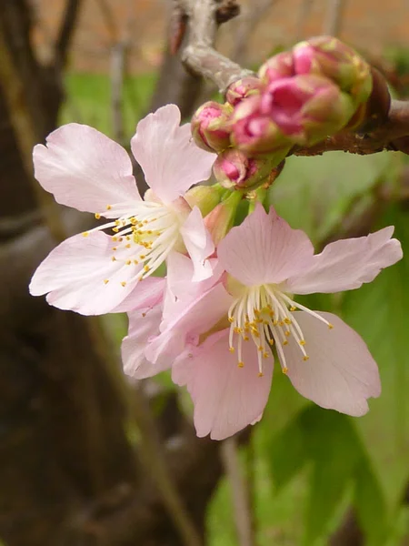 Plan Vertical Fleurs Cerisier Fleurs Dans Verdure — Photo