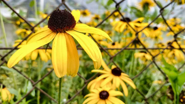 Primer Plano Flores Susan Ojos Negros — Foto de Stock