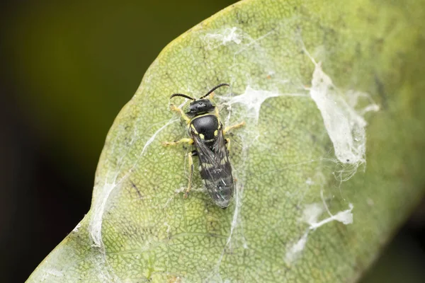 Eine Nahaufnahme Einer Gelb Schwarzen Hymenoptera Auf Einem Grünen Blatt — Stockfoto