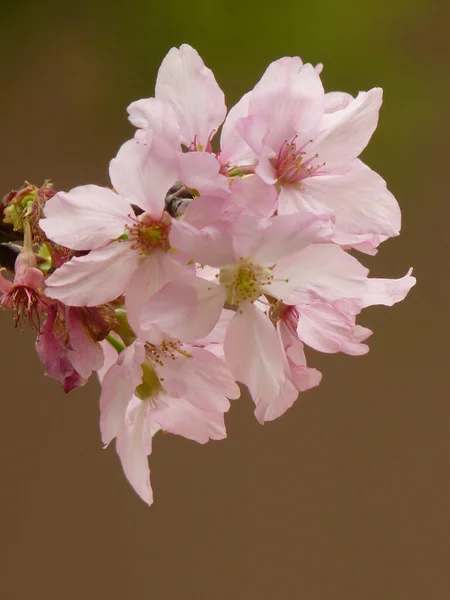 Plan Vertical Fleurs Cerisier Fleurs Dans Verdure — Photo