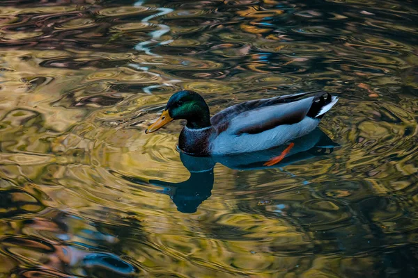 Μια Όμορφη Αρσενική Πάπια Mallard Μια Λίμνη — Φωτογραφία Αρχείου