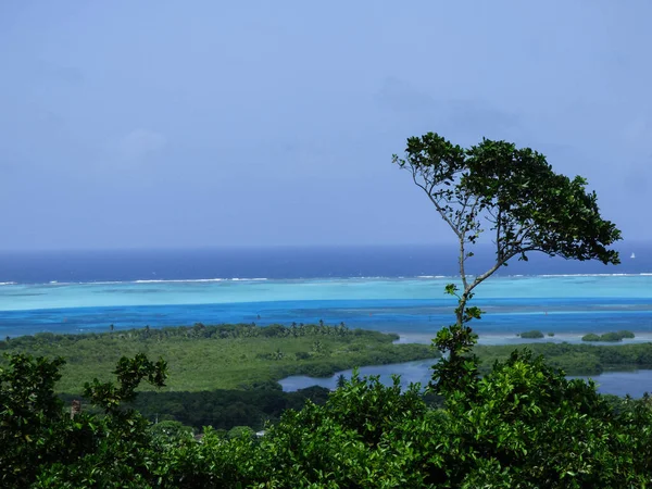 Paisaje Arbustos Verdes Cerca Del Mar Bajo Cielo Azul Claro — Foto de Stock