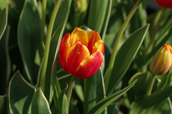 Gros Plan Une Belle Tulipe Rouge Fleurs Printemps — Photo