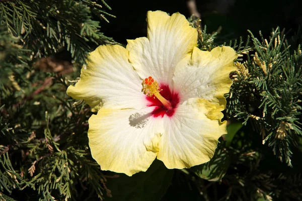 Detailní Záběr Krásné Žluté Květy Ibišku — Stock fotografie