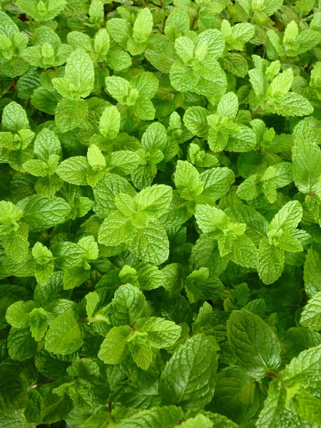 Plan Vertical Plantes Croissance Dans Verdure Parfait Pour Fond — Photo