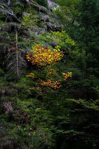 ドイツの黒い森の黄色の枝の垂直ショット — ストック写真