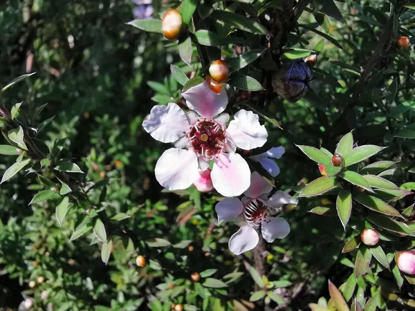 一朵盛开的白色和粉色曼努卡花的精选焦点照片 — 图库照片