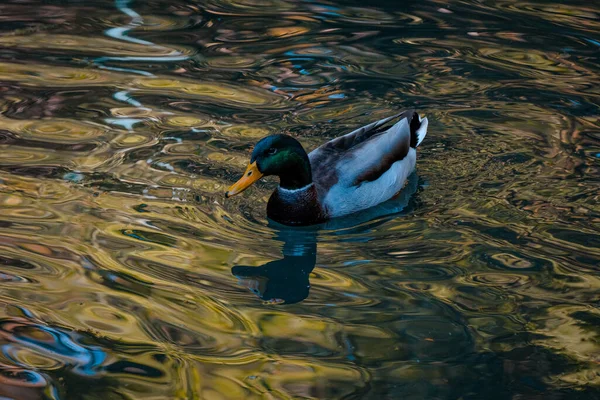 Μια Όμορφη Αρσενική Πάπια Mallard Μια Λίμνη — Φωτογραφία Αρχείου