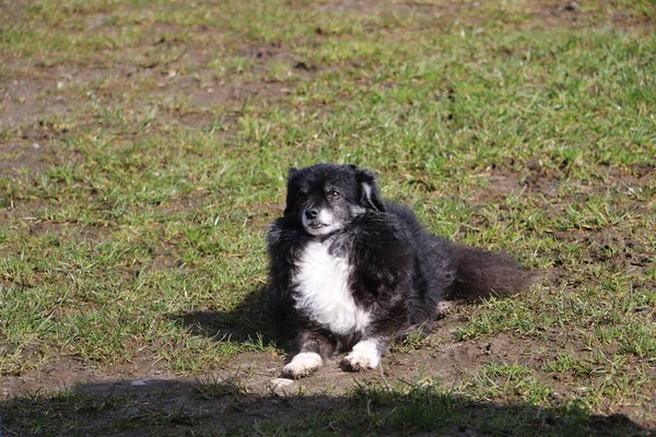 一只可爱的小狗在草地上玩耍 — 图库照片
