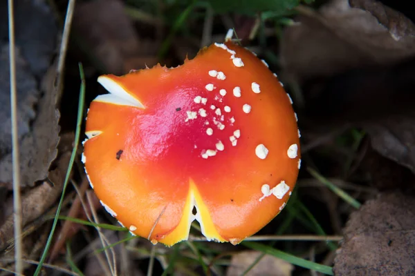 Une Prise Vue Sélective Des Champignons — Photo