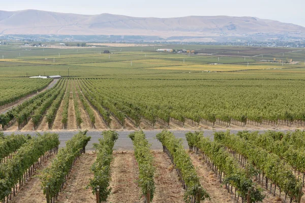 Eine Faszinierende Aufnahme Eines Wunderschönen Weinbergs — Stockfoto