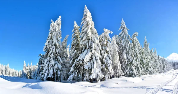 Снимок Заснеженного Зимнего Леса — стоковое фото