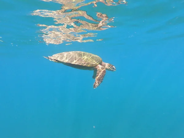 Vue Une Tortue Mer Verte Nageant Sur Une Mer Bleu — Photo