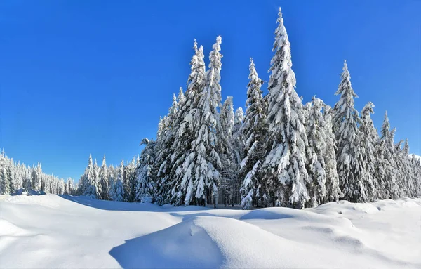 Bild Snöig Vinterskog — Stockfoto