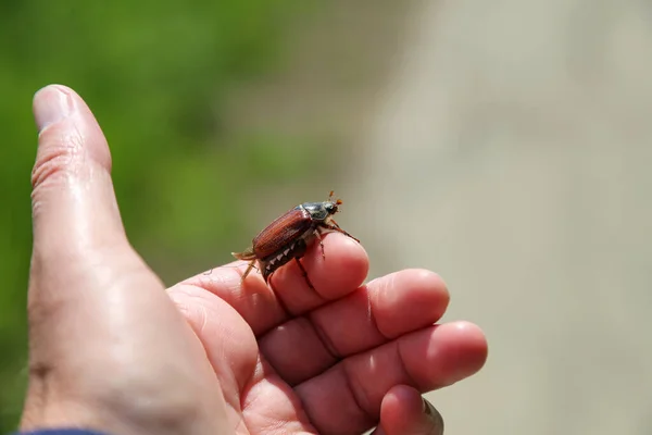 Eine Flache Fokusaufnahme Eines Maikäfers Auf Einem Finger — Stockfoto