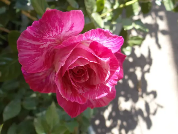 Zbliżenie Strzał Różowej Róży Ogrodzie — Zdjęcie stockowe