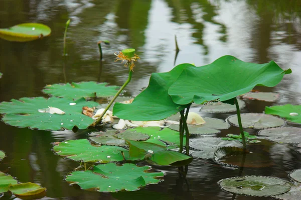 Een Close Van Een Lotus Loof Een Troebele Waterplas — Stockfoto