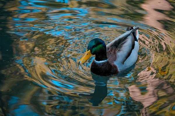 Beautiful Male Mallard Duck Pond — Stock Photo, Image