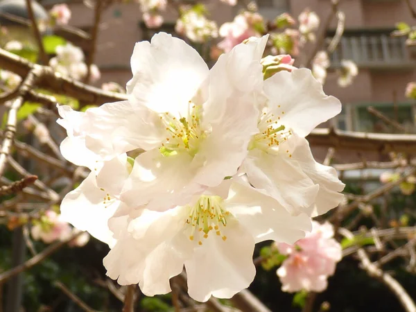 Eine Nahaufnahme Blühender Kirschblütenblumen Grünen — Stockfoto